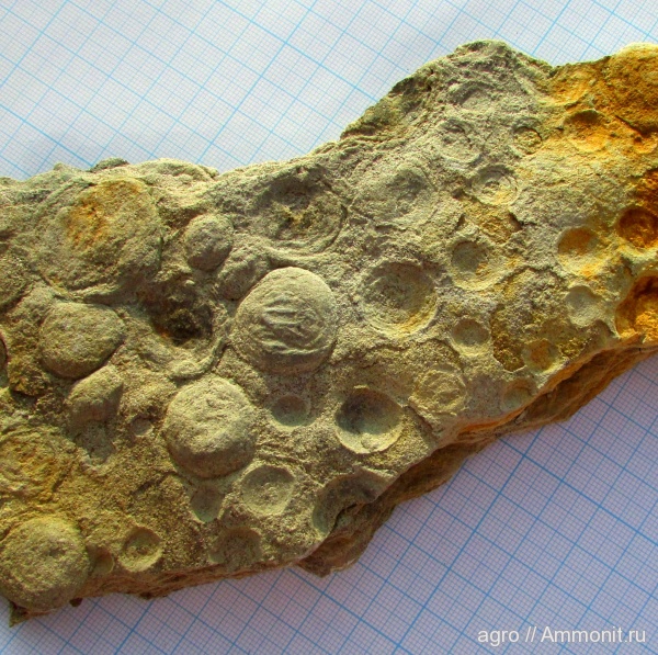 венд, эдиакарий, Nemiana, ediacaran organisms