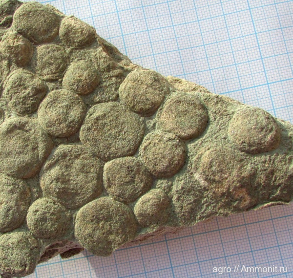 венд, Nemiana simplex, ediacaran organisms