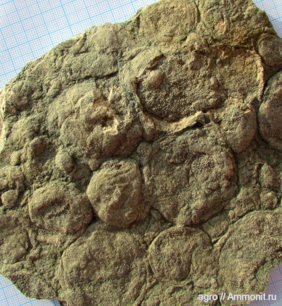 венд, эдиакарий, Nemiana simplex, ediacaran organisms