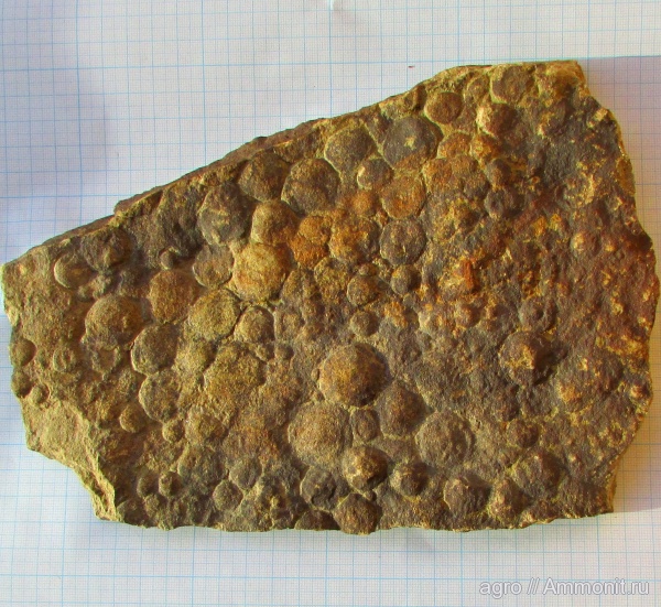 венд, эдиакарий, Nemiana, ediacaran organisms