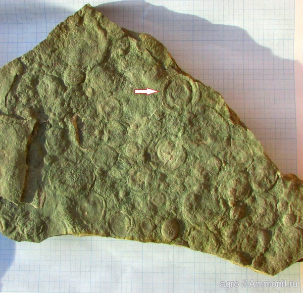 венд, Nemiana, ediacaran organisms, Protoniobea wadea