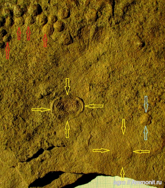 ediacaran organisms, Irridinitus multiradiatus, elasenia