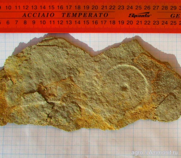 венд, эдиакарий, ediacaran organisms, Glaessneria imperfecta