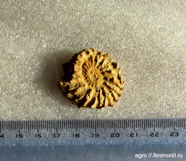 берриас, Neocosmoceras, Neocosmoceras euthymi, Berriasian