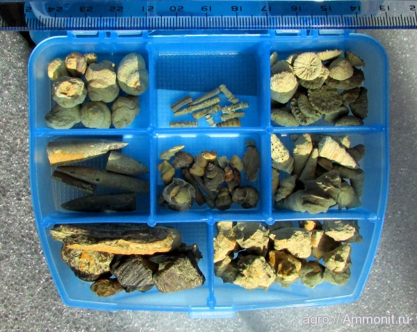 моллюски, мел, Cretaceous