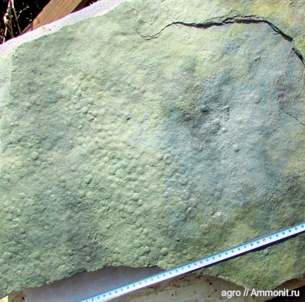 Украина, Nemiana, ediacaran organisms