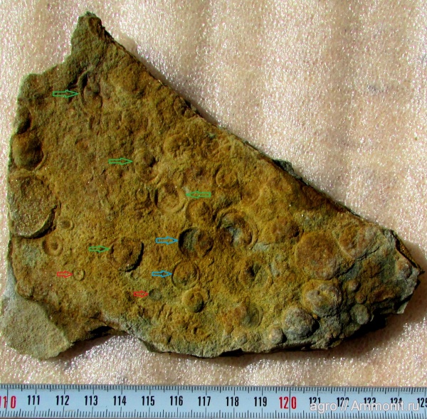 венд, ediacaran organisms, Nimbia