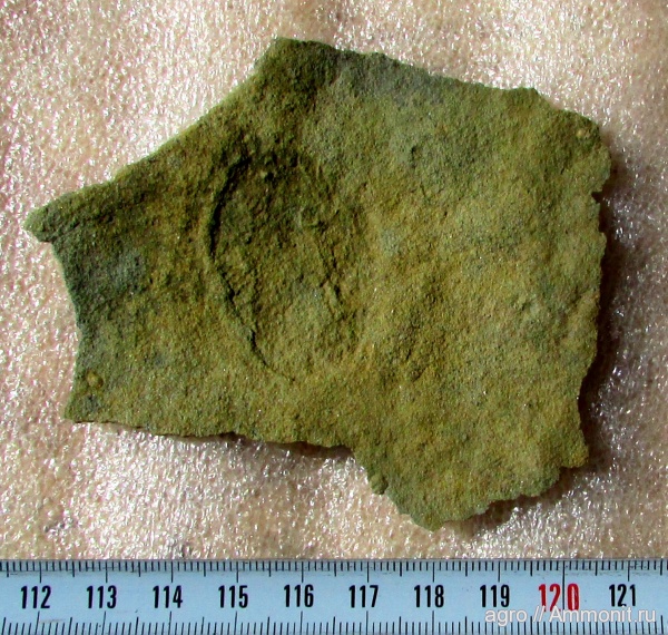 венд, ediacaran organisms, Andiva ivantsovi