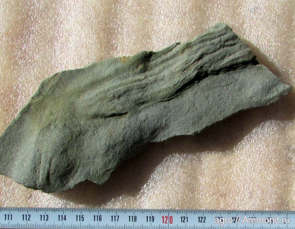 венд, ediacaran organisms, Vaveliksia vana