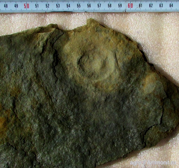 венд, Cyclomedusa, ediacaran organisms