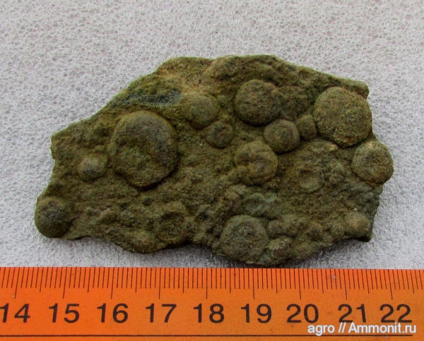 венд, Nemiana, ediacaran organisms