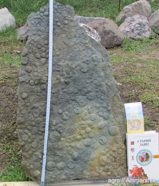 венд, Nemiana, ediacaran organisms