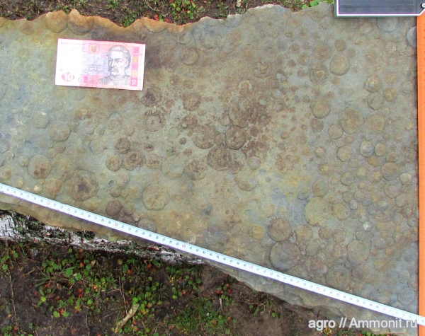 Украина, Nemiana, ediacaran organisms