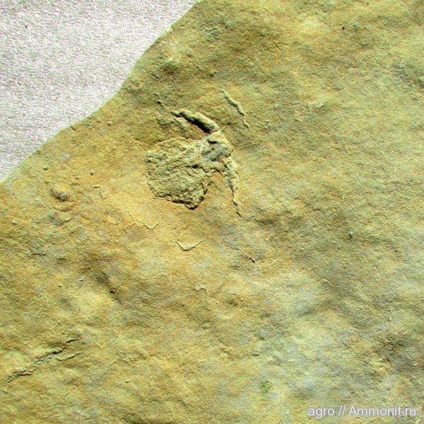 венд, Nectocaris, ediacaran organisms