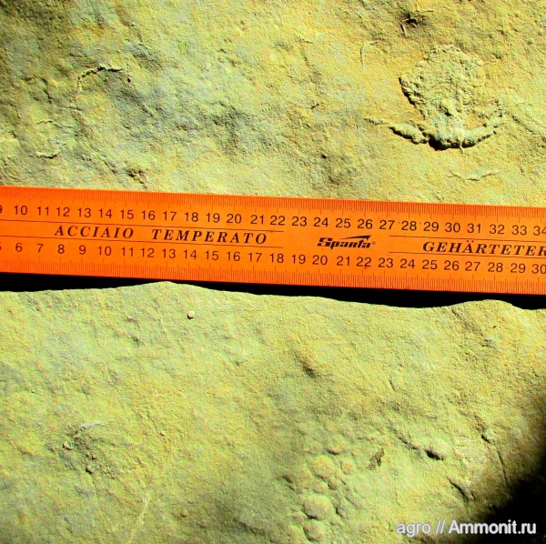 Nemiana, ediacaran organisms