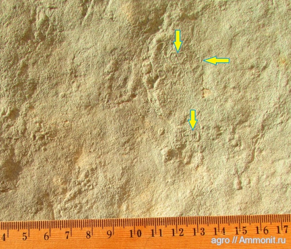Palaeopascichnus, Ediacaran biota