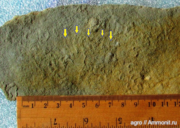 венд, Ediacaran, Yelovichnus