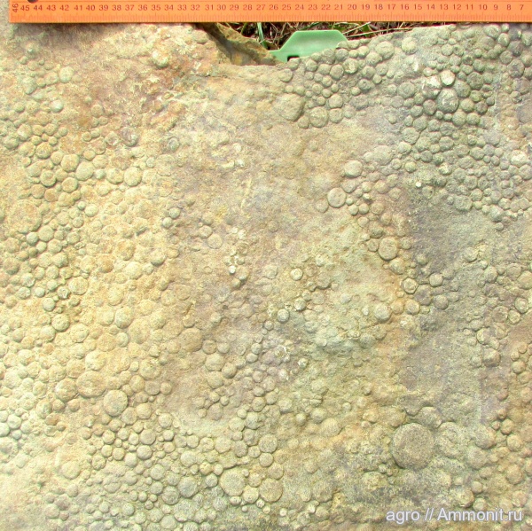 венд, Ediacaran