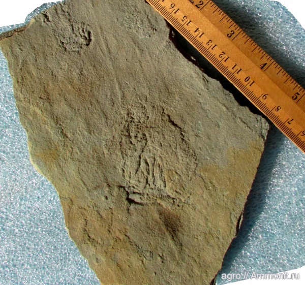 венд, Ediacaran, Bradgatia
