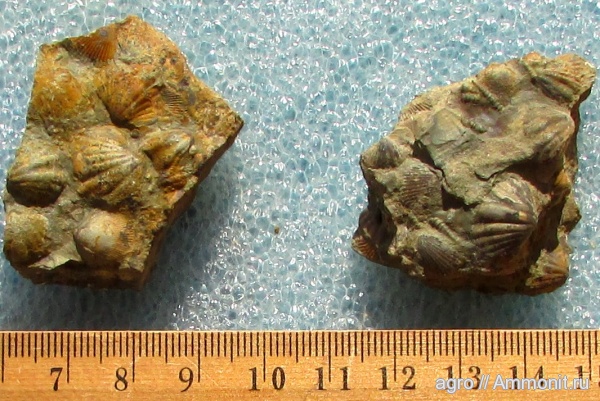 Украина, Tentaculites