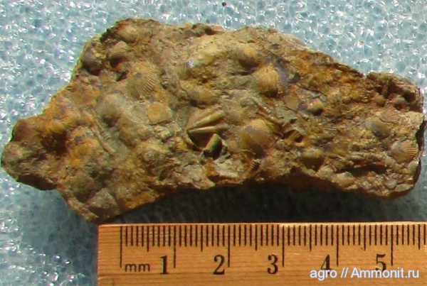 Tentaculites