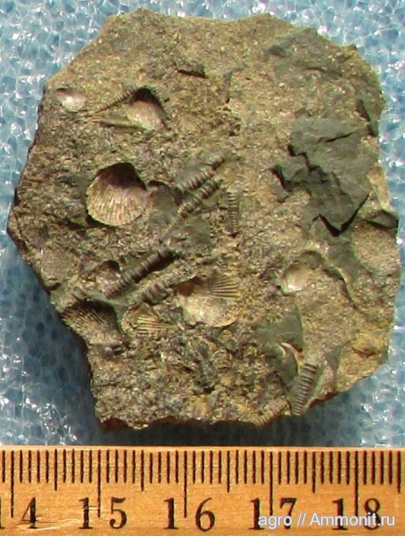 Украина, Tentaculites