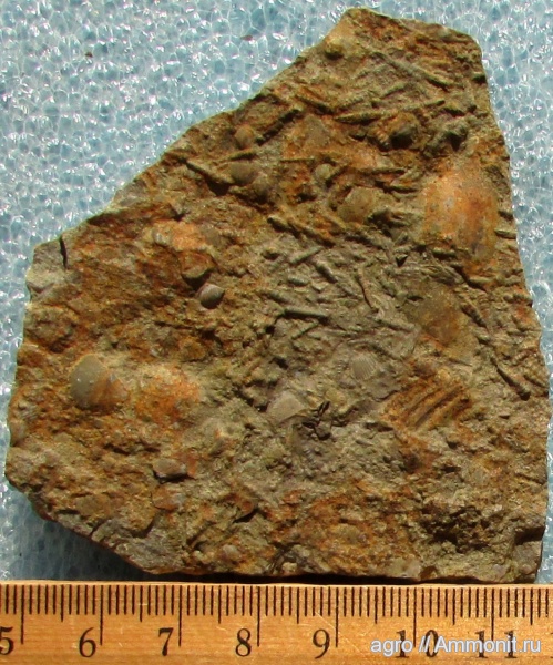 Tentaculites