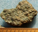 Tentaculites sp.