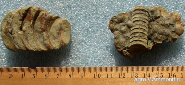 Украина, Orthoceras