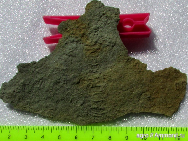 венд, Украина, Palaeopascichnus, Ediacaran, Yelovichnus