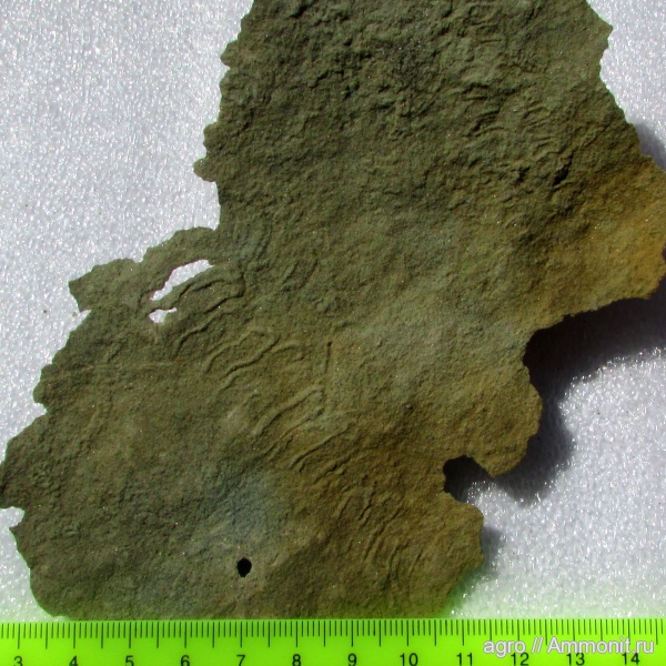 венд, Ediacaran biota, Yelovichnus