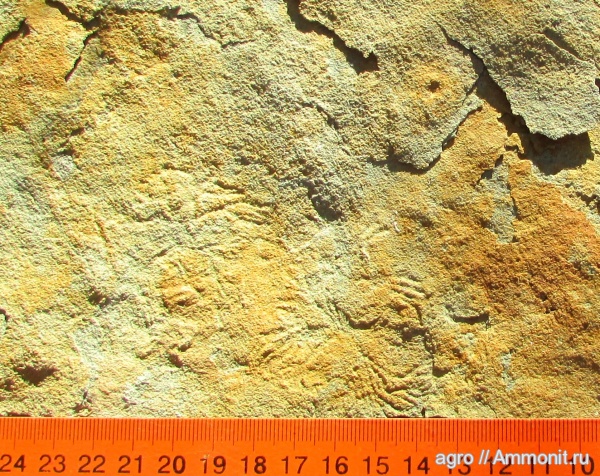 венд, Ediacaran biota, Pseudorhizostomites howchini