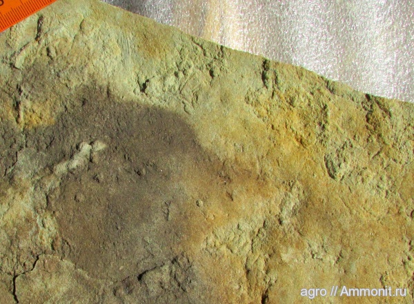 венд, Ediacaran biota, Lomosovis malus