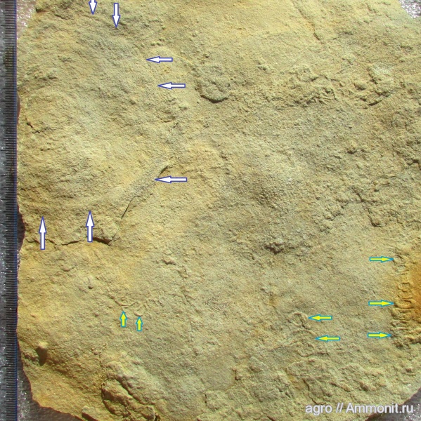 Palaeopascichnus, Ediacaran