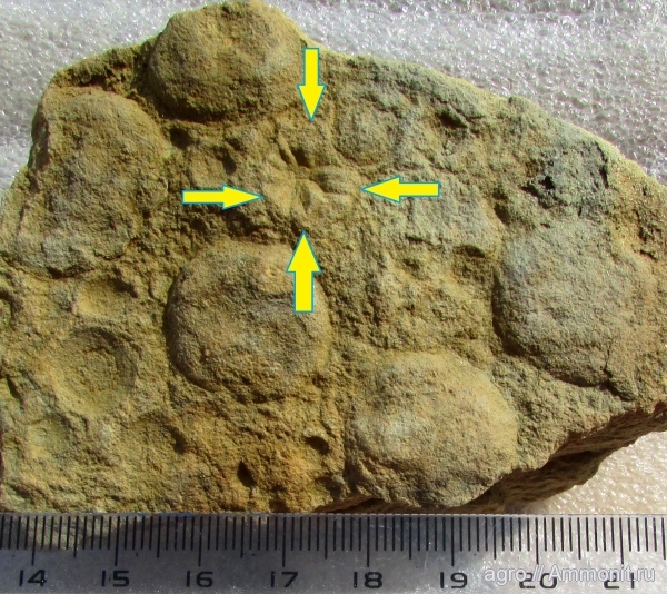 Irridinitus multiradiatus, Ediacaran
