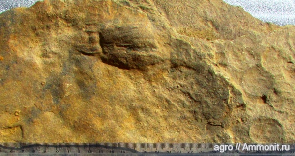 Ediacaran, Ernietta plateauensis