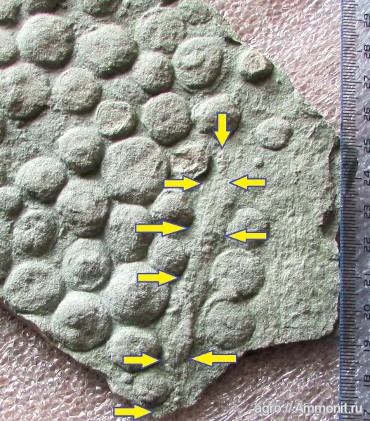 Nemiana simplex, Ediacaran