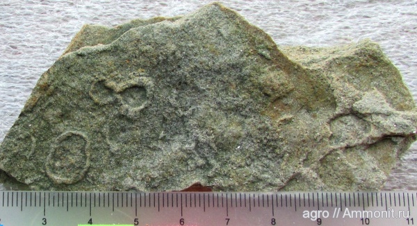 венд, эдиакарий, ediacaran organisms, Nimbia