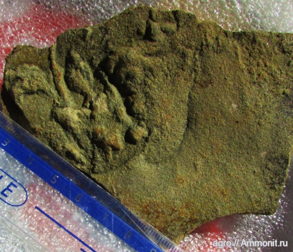 Ediacaran biota, charniadiscus