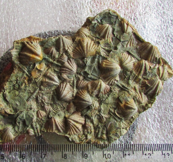 Украина, Howellella bragensis, Tentaculites