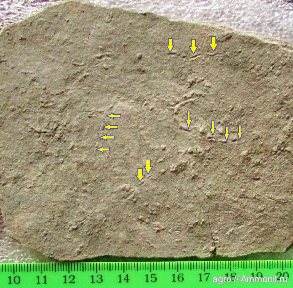 венд, эдиакарий, ediacaran organisms, Didymaulichnus