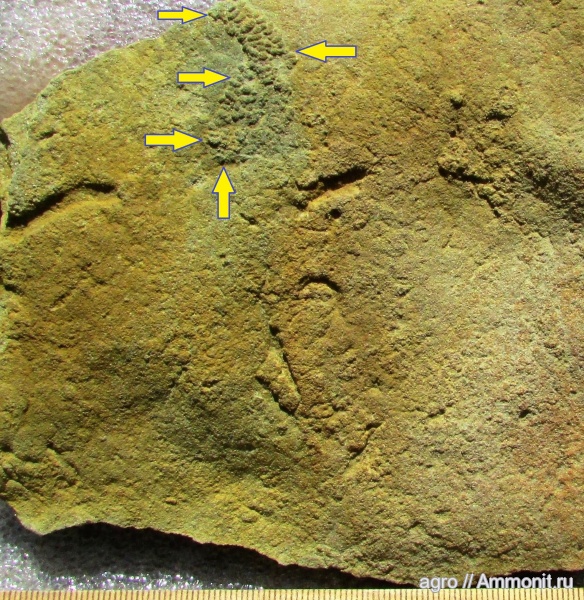 Ediacaran biota, Orbisiana