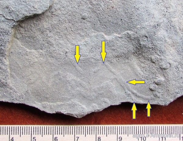 венд, Ediacaran biota, Lamonte trevallis