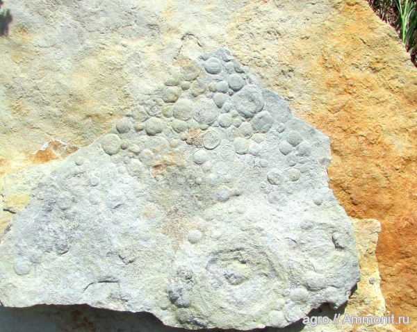Ediacaran biota, ediacaran organisms