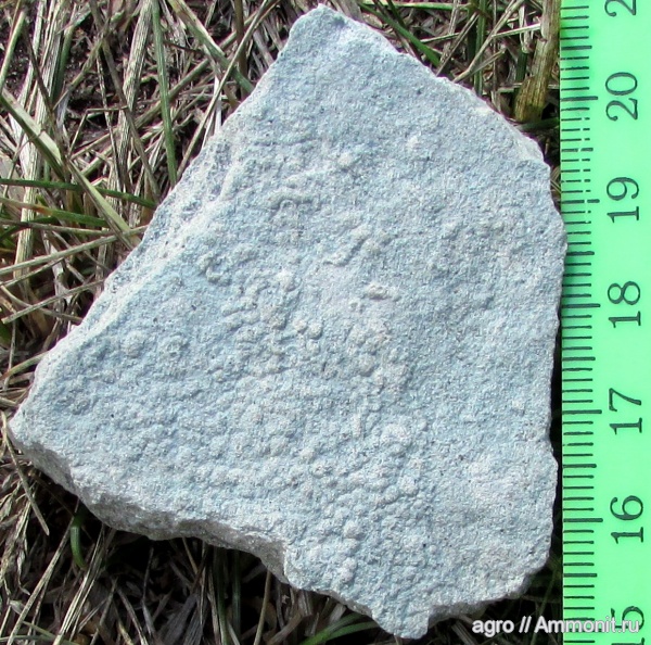 Ediacaran biota, Orbisiana