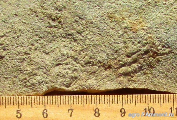 венд, Ediacaran biota, Eoporpita medusa