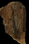 Копейский краеведческий музей. Окаменелое дерево (фрагмент ветки).