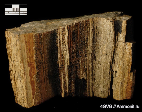 окаменевшее дерево, триасовый период