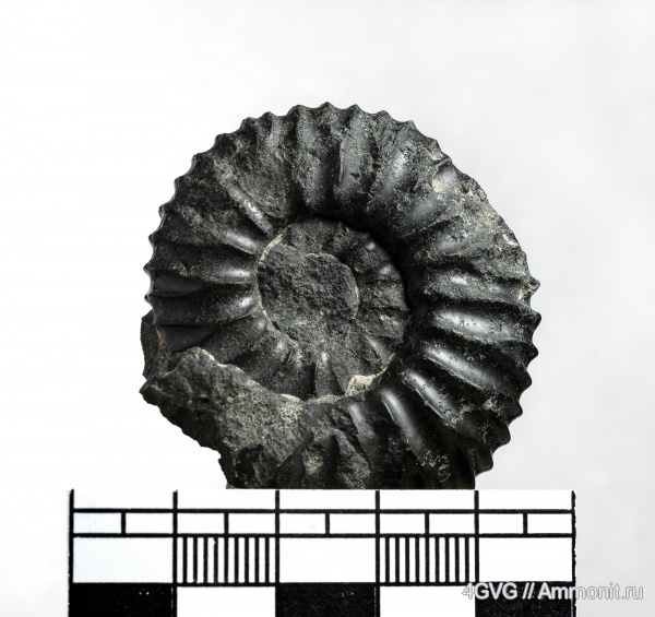 юрский период, мезозойская эра, Acuticostites, Jurassic