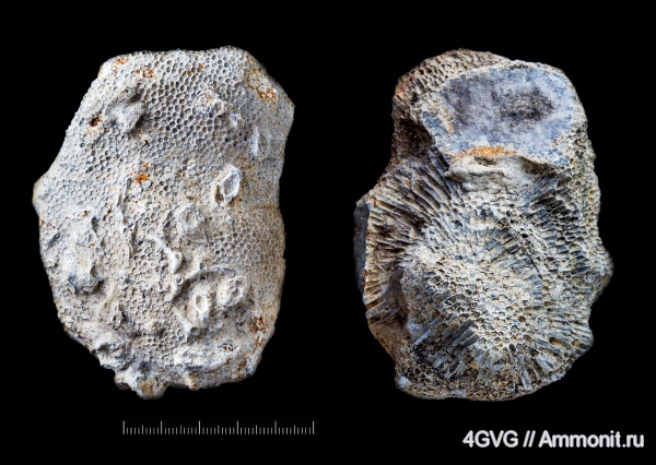 карбон, турнейский ярус